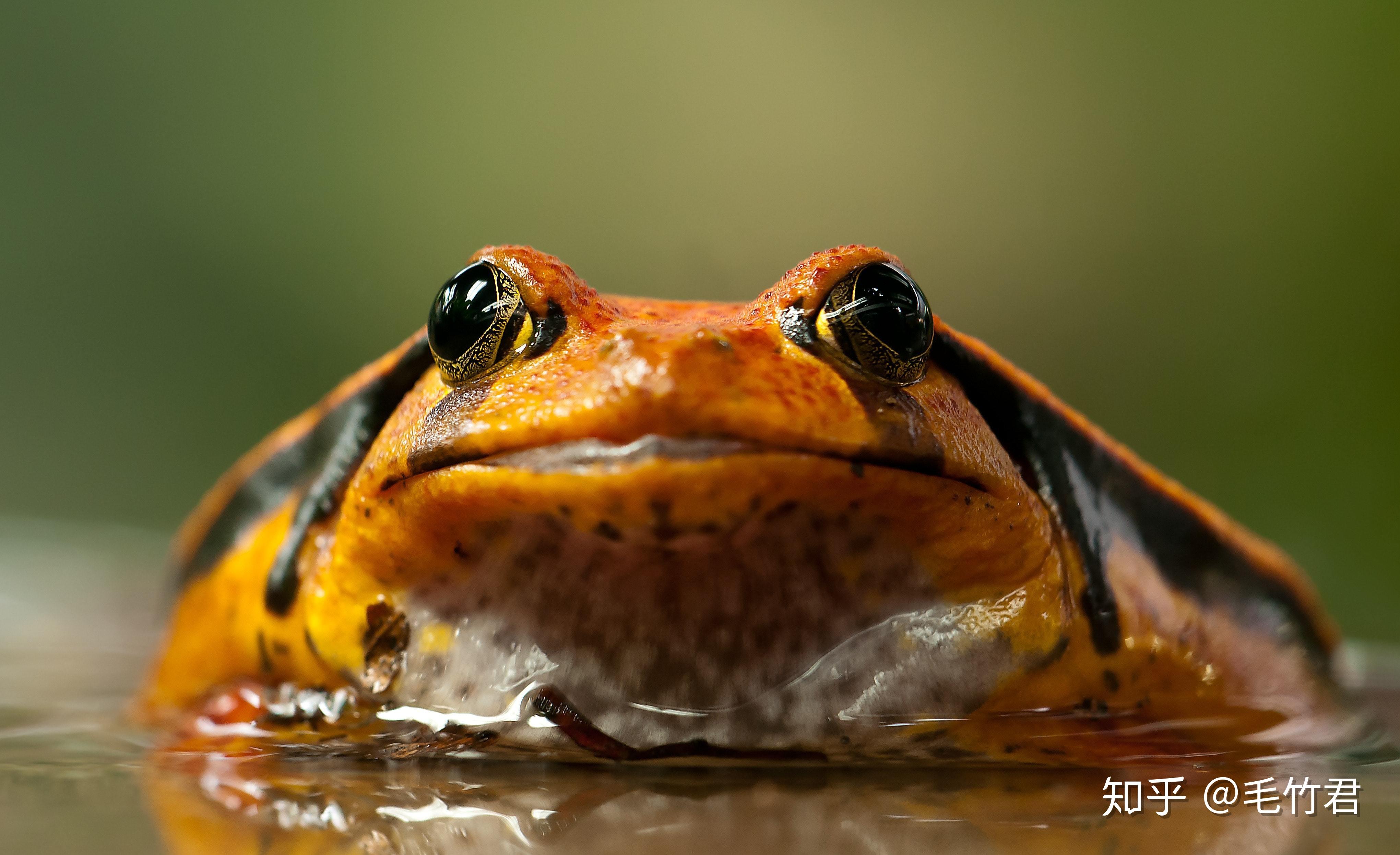 蛤蟆先生去看心理医生成年人的痛苦都是因为不在成人状态