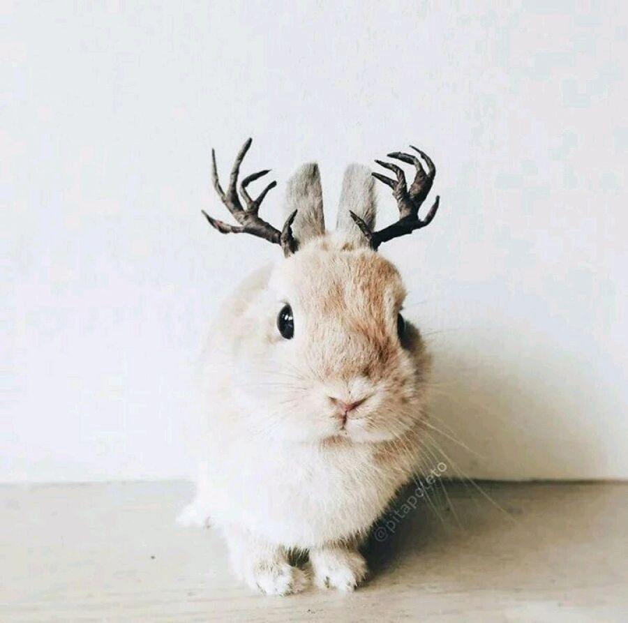 有哪些好看的动物图片可以作为头像?