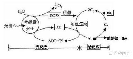 高中生物必修一•光合作用与能量转化（二） - 知乎