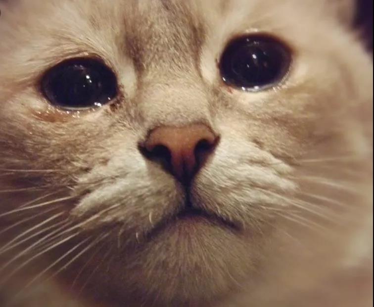 七,为什么麻醉后猫猫会"流眼泪"?