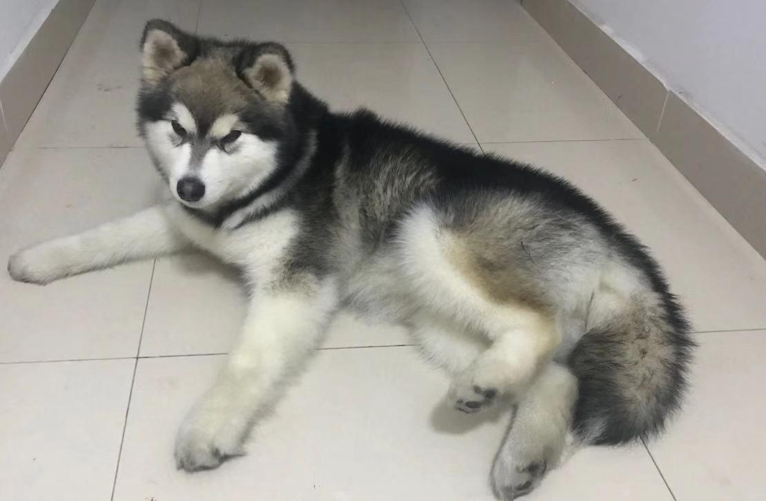 阿拉斯加马拉缪特犬 大号毛绒绒的泰迪熊 知乎