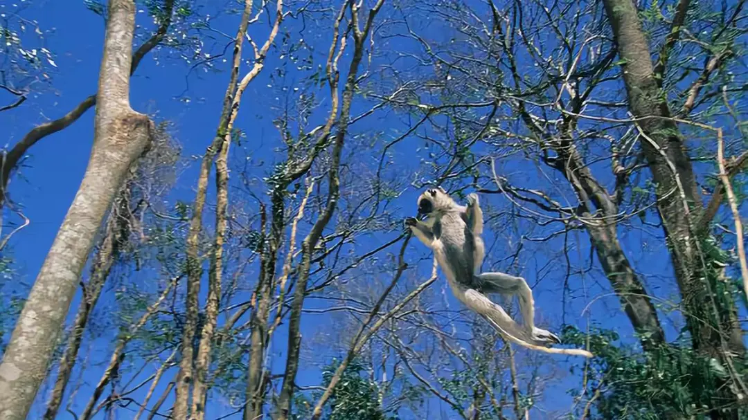 维氏冕狐猴走路魔性如跳舞背后原因惹人疼