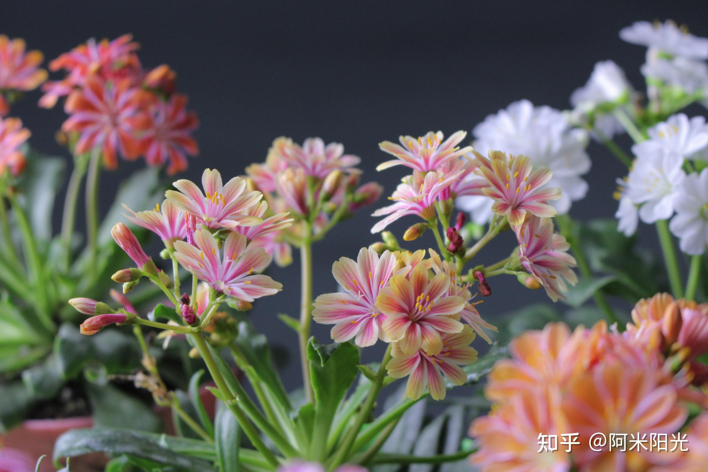 拼命开花的多肉植物 -------露薇花,万花筒一般的珠光花球 - 知乎