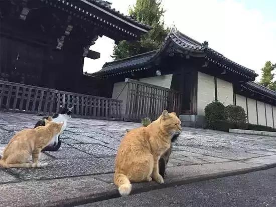 日本の喵星人圣地 吸猫自由 是一种怎样的体验 知乎