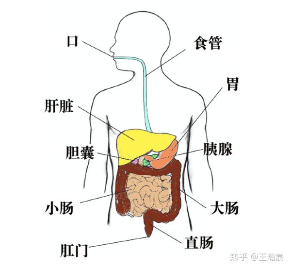 食物在体内被消化吸收是需要一些时间的，有的人肠胃蠕动的非常快，﻿食