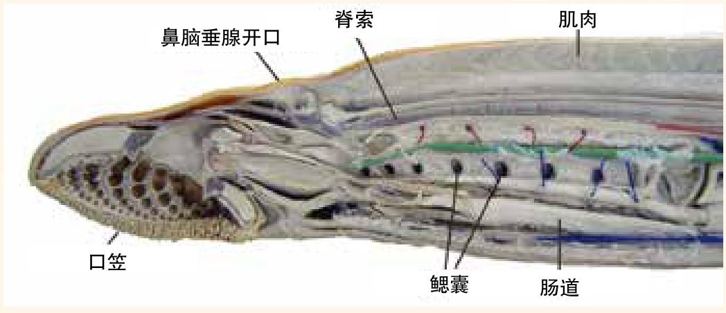 最古老的有骨鱼:寒武纪和奥陶纪的无颌鱼 - 知乎