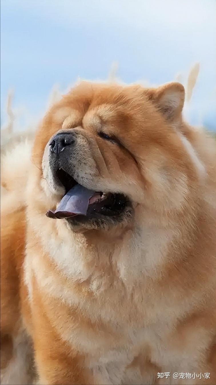 松狮犬的8大优点,怪不得养过的人,都不想换狗了