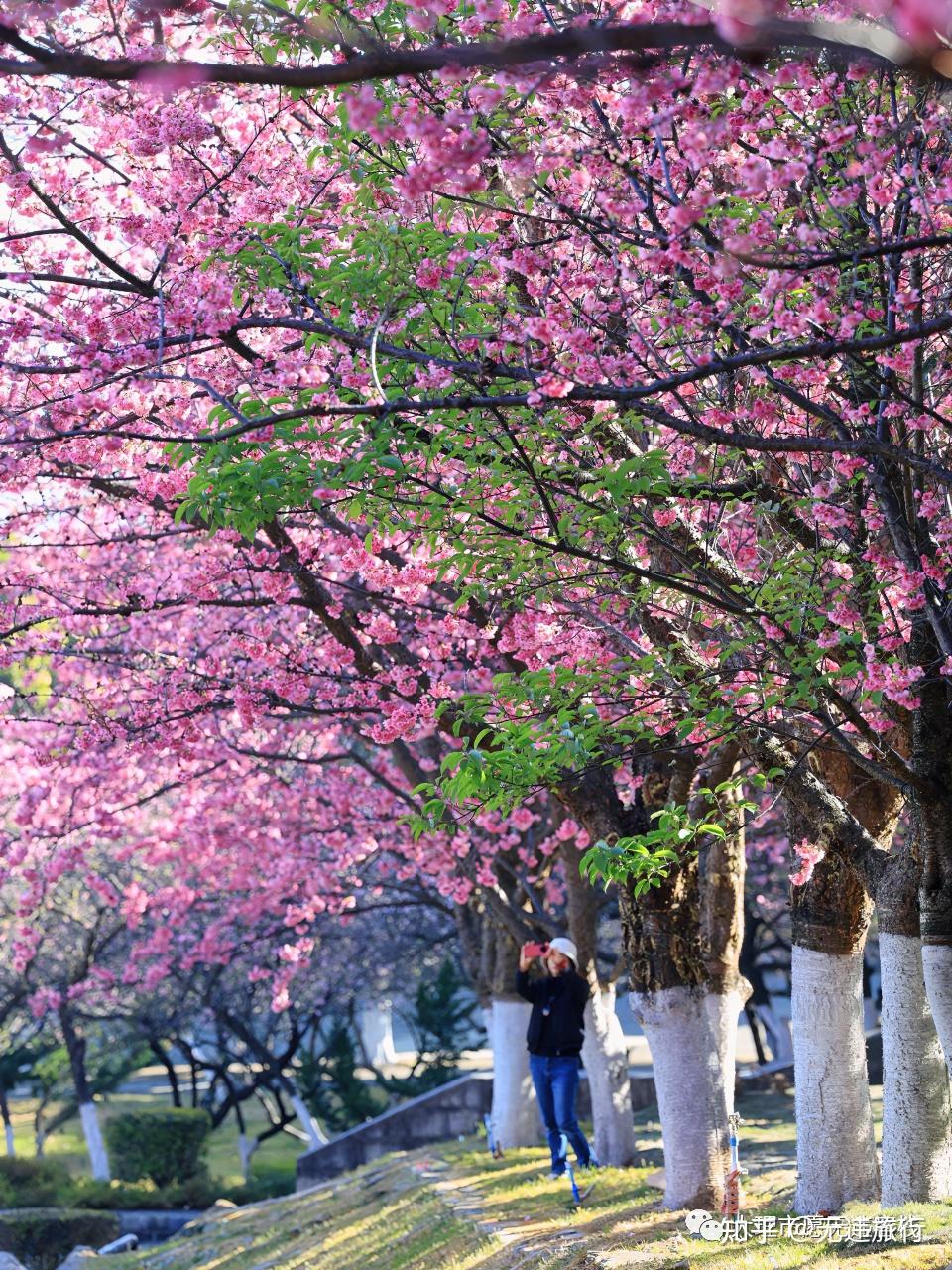 恰逢今年春暖花开,大理大学樱花又迎来了盛开的旺季