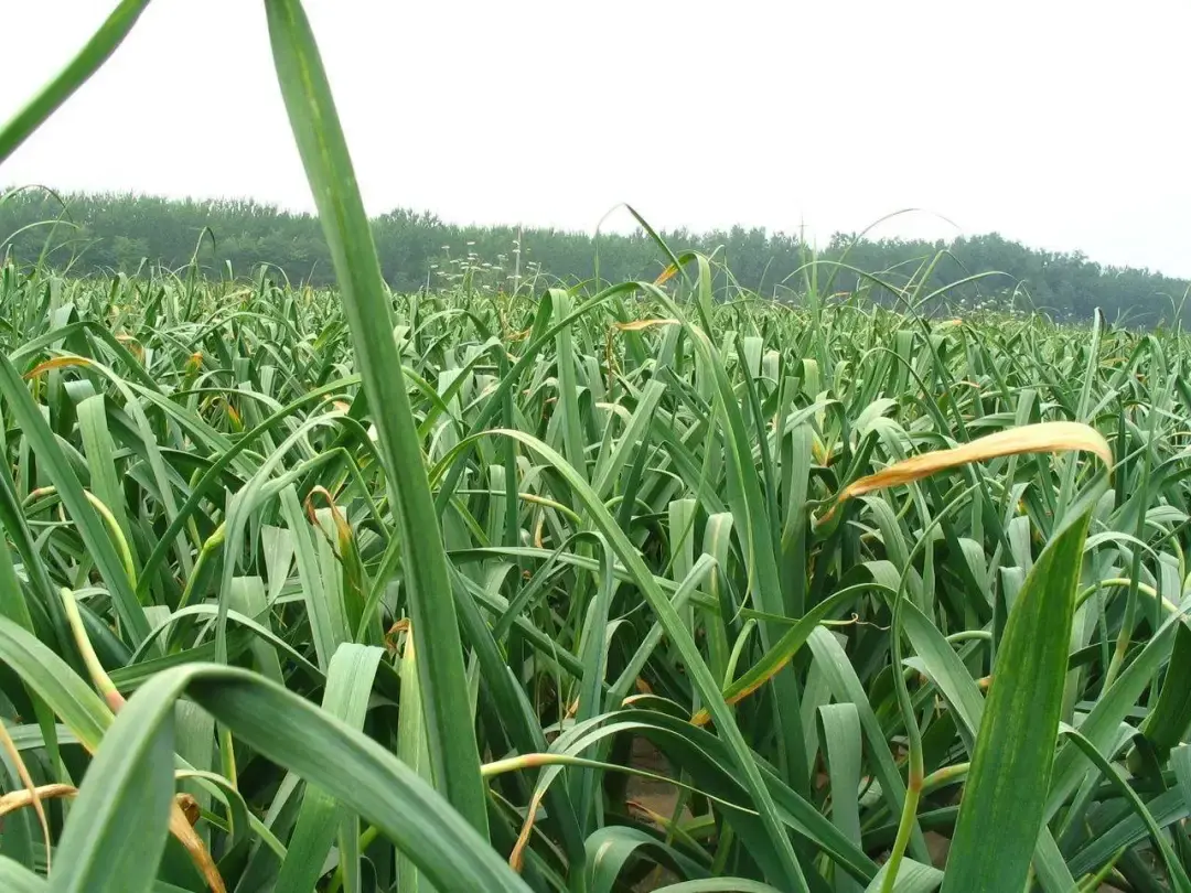 真正的好黑蒜到底需要什么样的条件