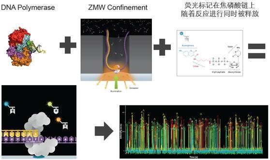 sanger测序法的原理
