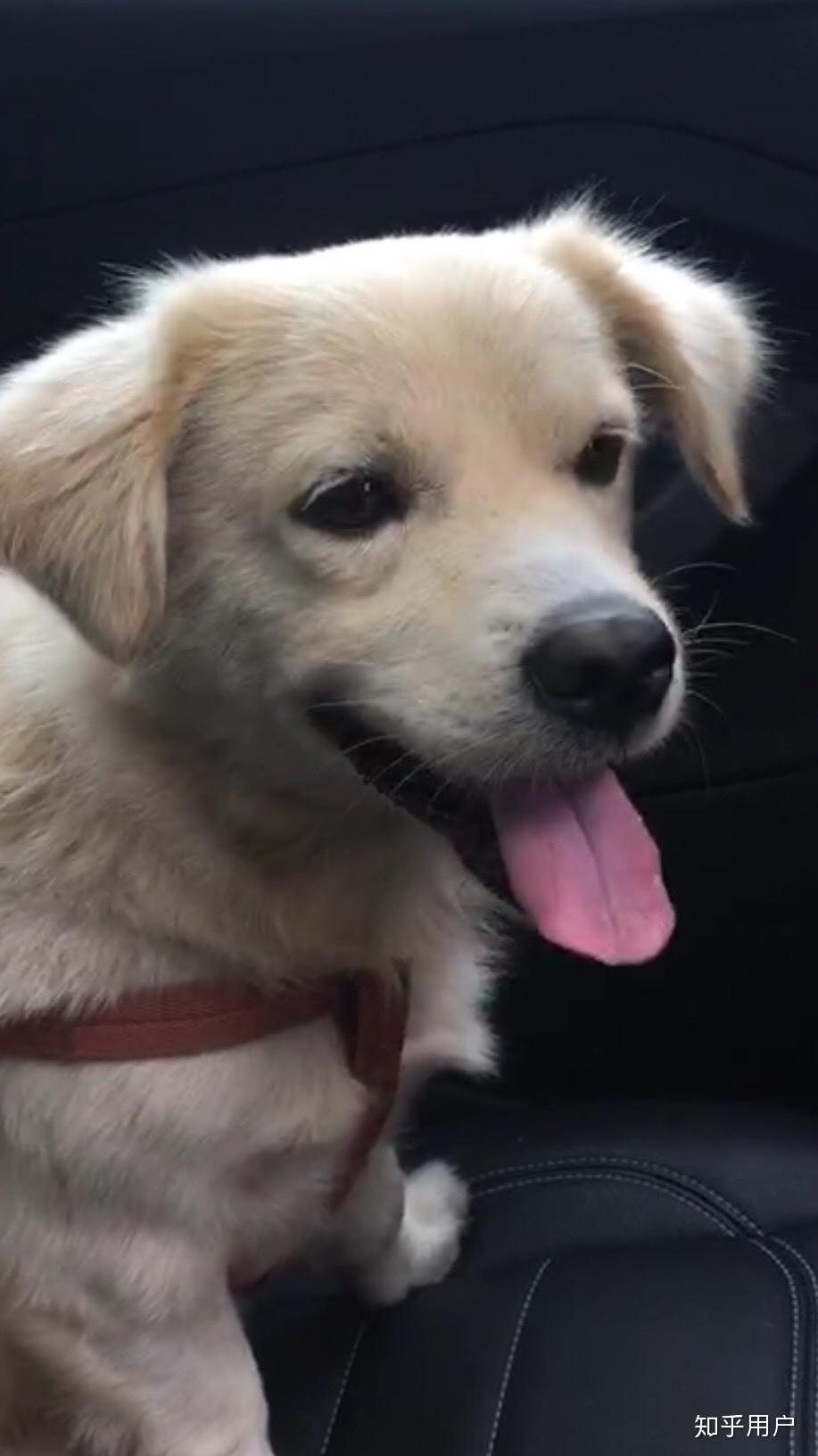 柯基和金毛串串长啥样的