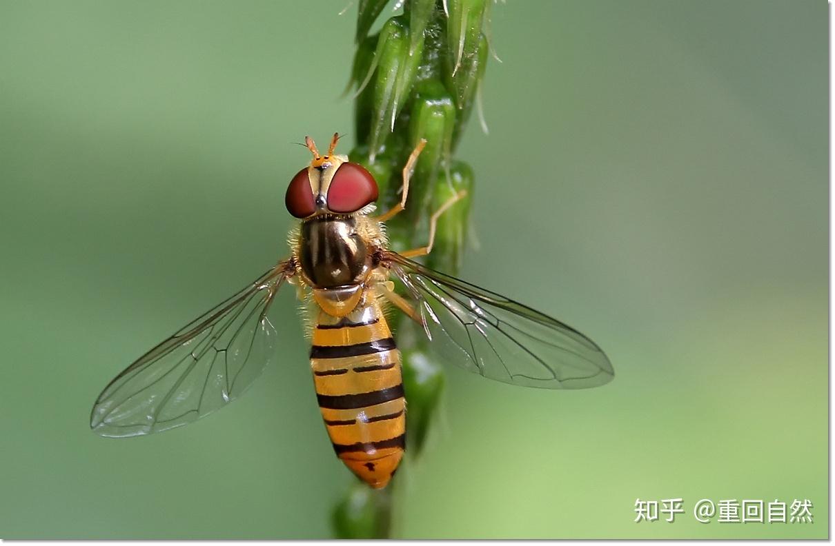 这是什么蜜蜂还是苍蝇