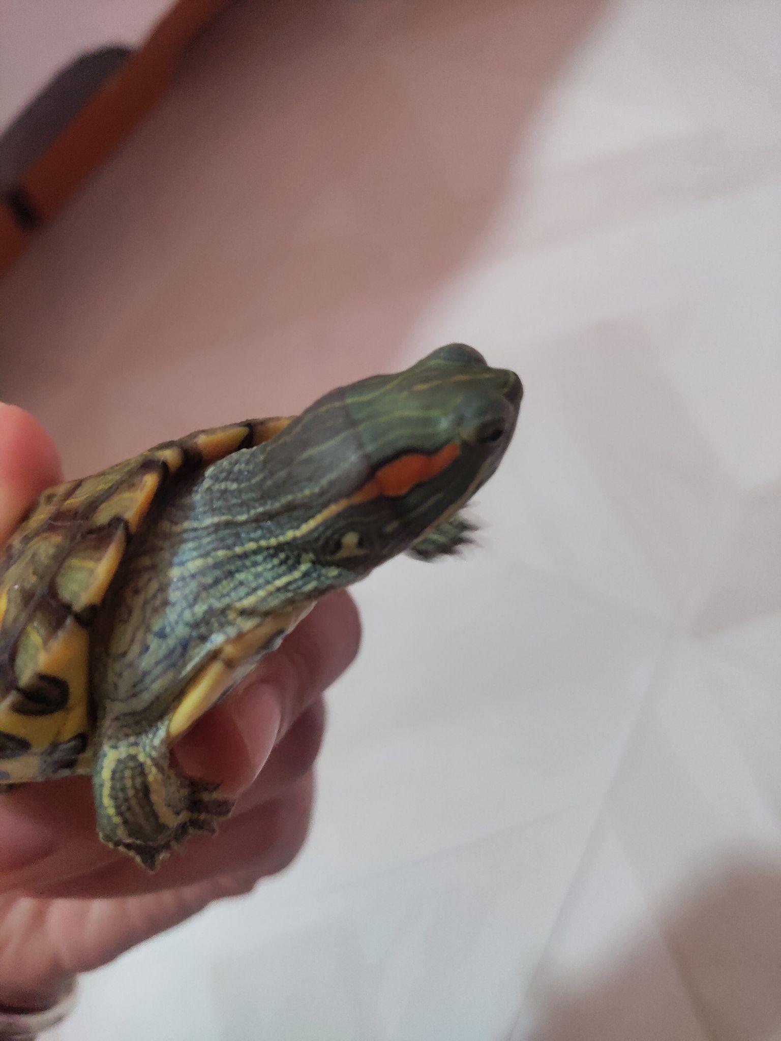 巴西龟水肿 - 知乎