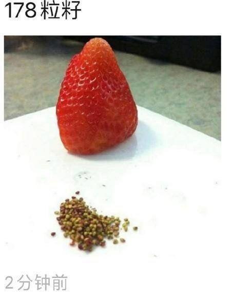 草莓是什么时候结果的 v2-5a01fd472934126ea5897174804c6f41_r.jpg
