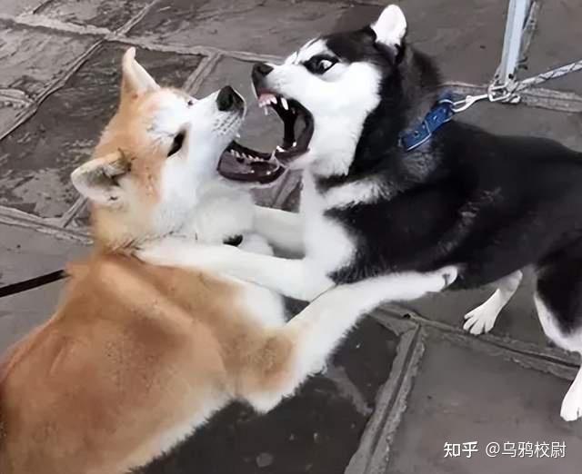 @赌狗，你拿什么和狗庄斗？ - 知乎