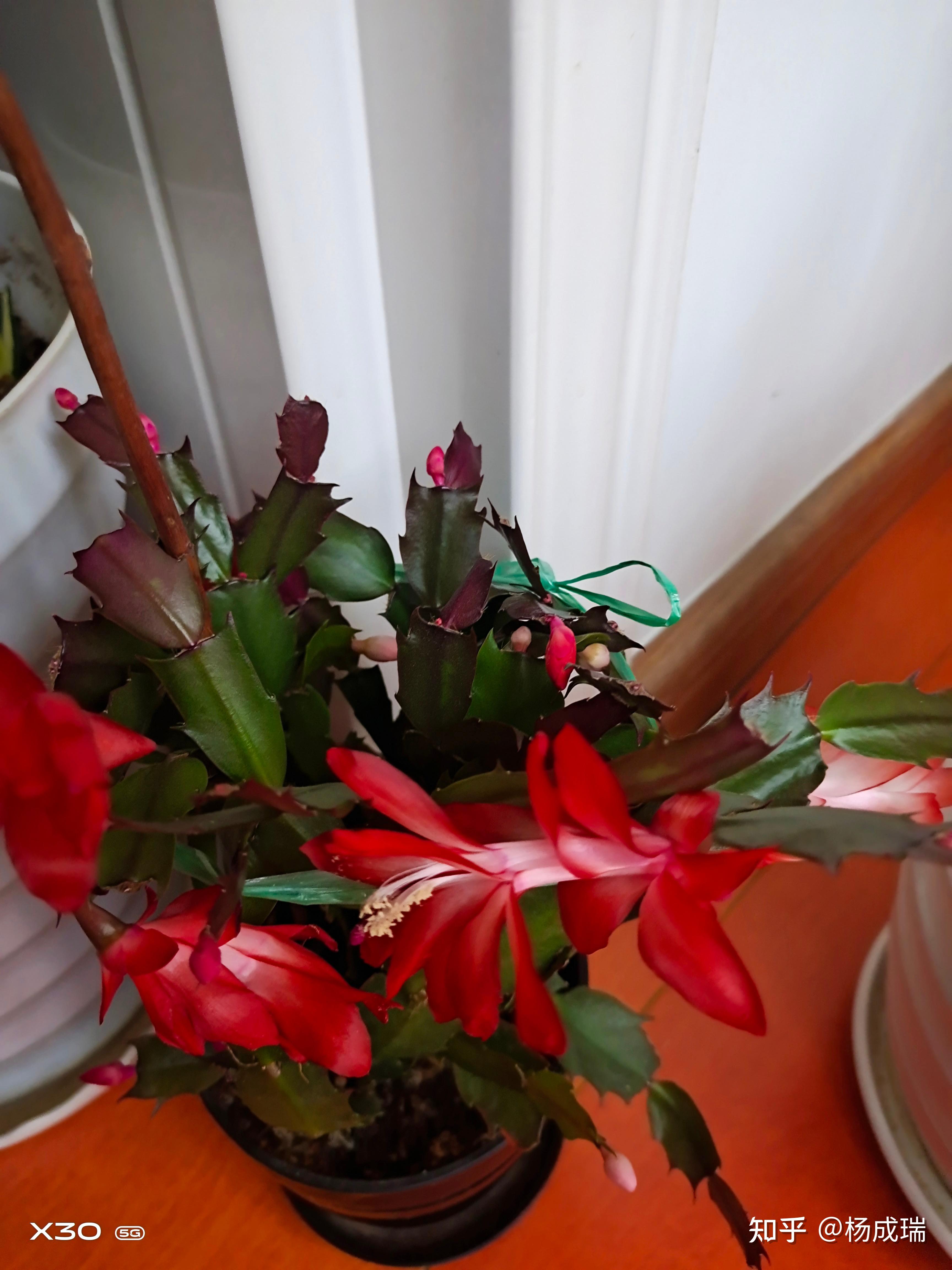 2022.11.30写于庄浪县水洛镇嘉荣亲水庄彤儿博士靓飞鸿.