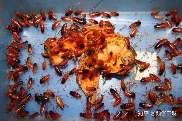 如果蟑螂都变成粉红色的,人类还会害怕吗?