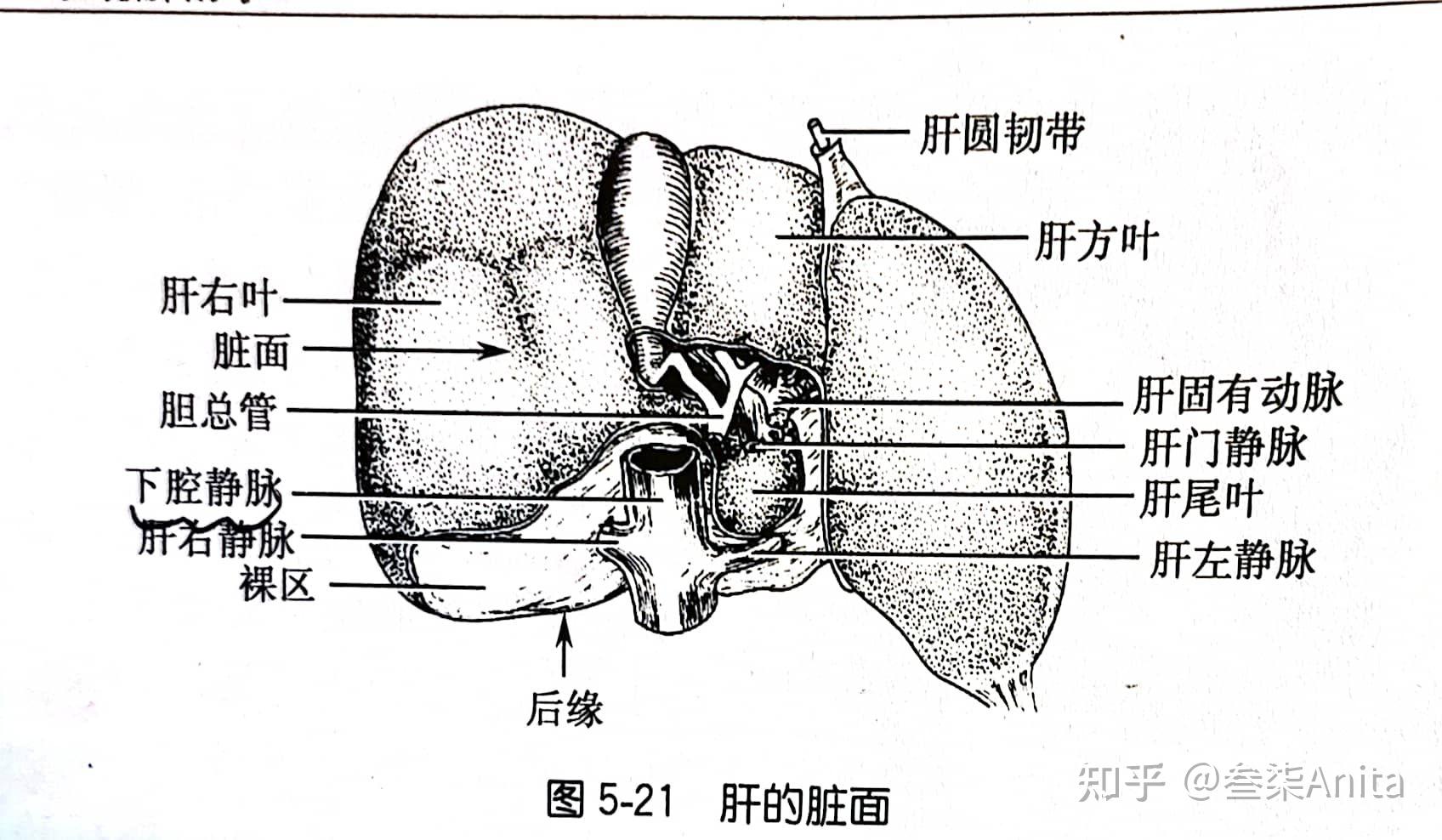 牙脱落时间与萌出口腔,牙的外形与构造消化器官概述(左侧图),肝脏胃脾