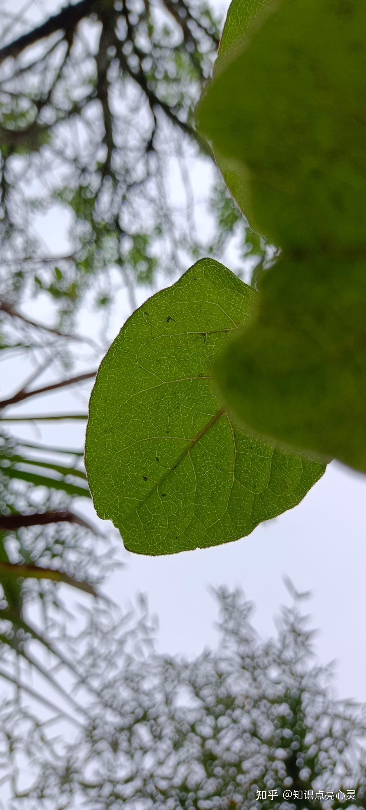 029 虎杖 酸筒杆 酸汤杆 大接骨 植物百科
