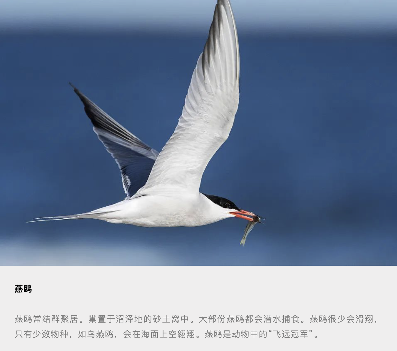 西沙群岛生物的天堂