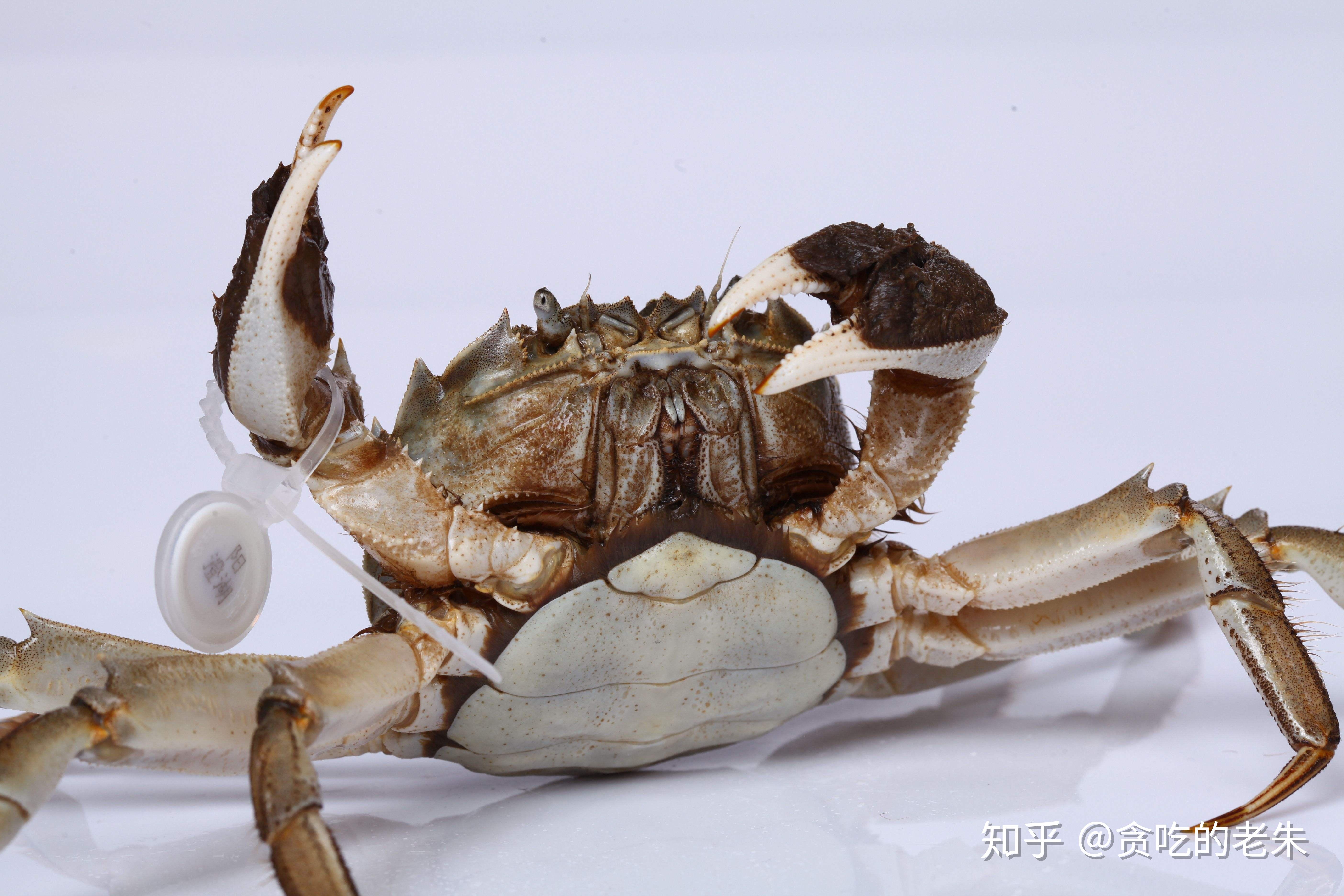 关于选购阳澄湖大闸蟹的几点技巧近期买螃蟹的都来看看吧