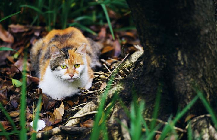 这是一只有故事的猫 - 知乎