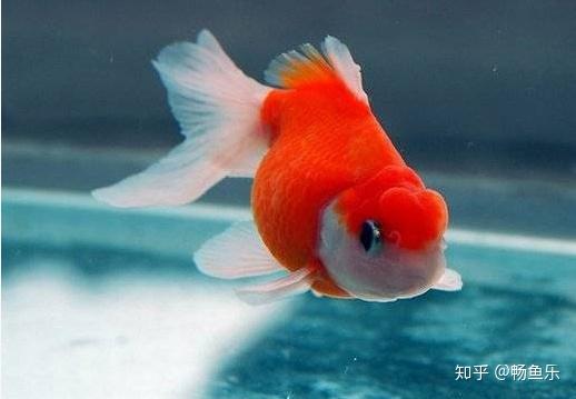 黄帆天堂鸟腹鳍尾鳍不蓝_锦鲤鱼尾鳍充血_短鲷尾鳍掉了
