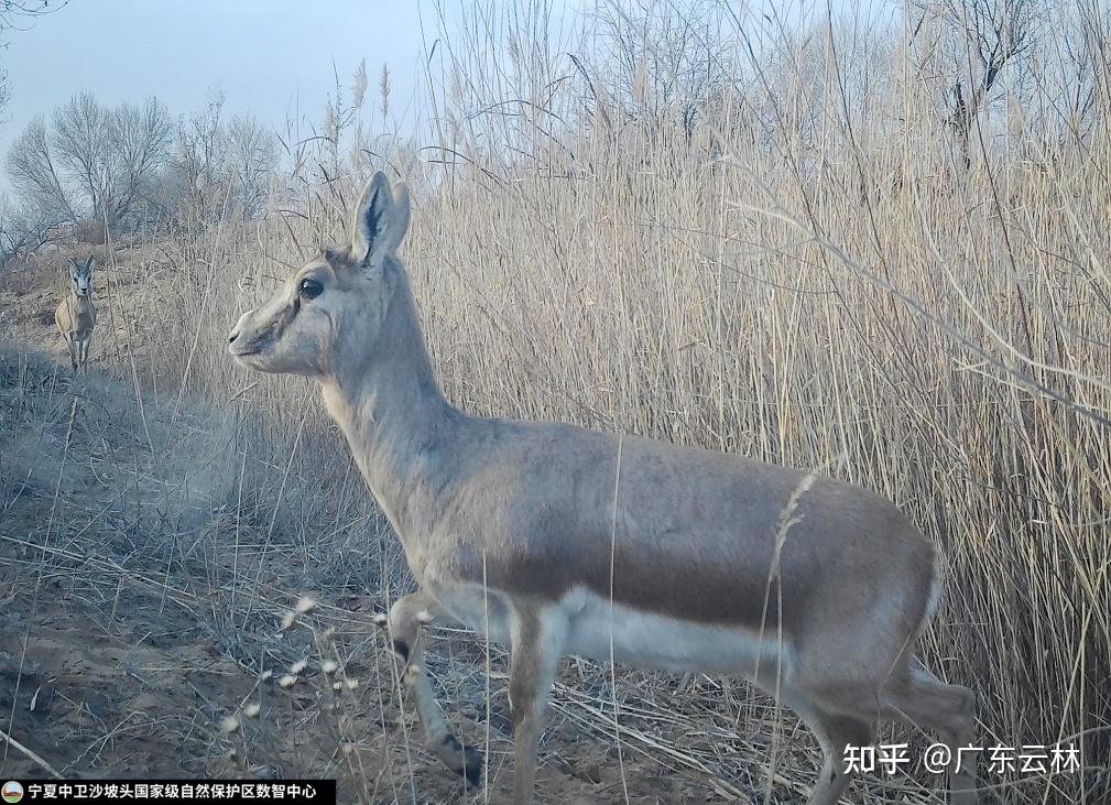 云林记录 | 鹅喉羚--优美的荒漠精灵 - 知乎