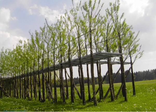 你一定没见过的活体植物建筑 知乎