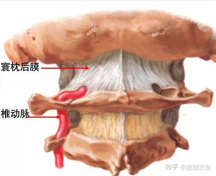 脊柱超详细图文解剖 - 知乎
