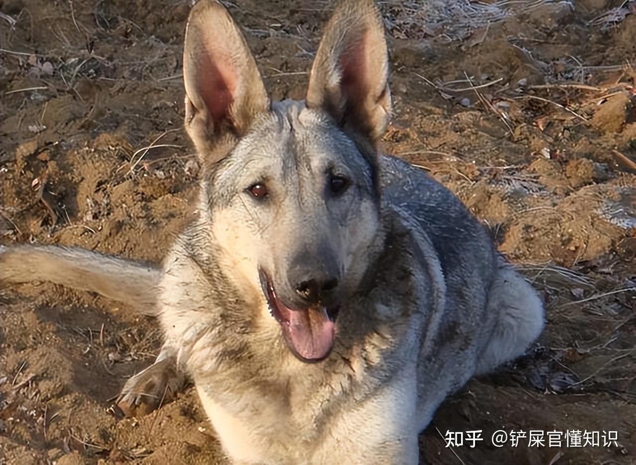 为什么那么完美的“狼青犬”没什么人养?这几点很现实! - 知乎