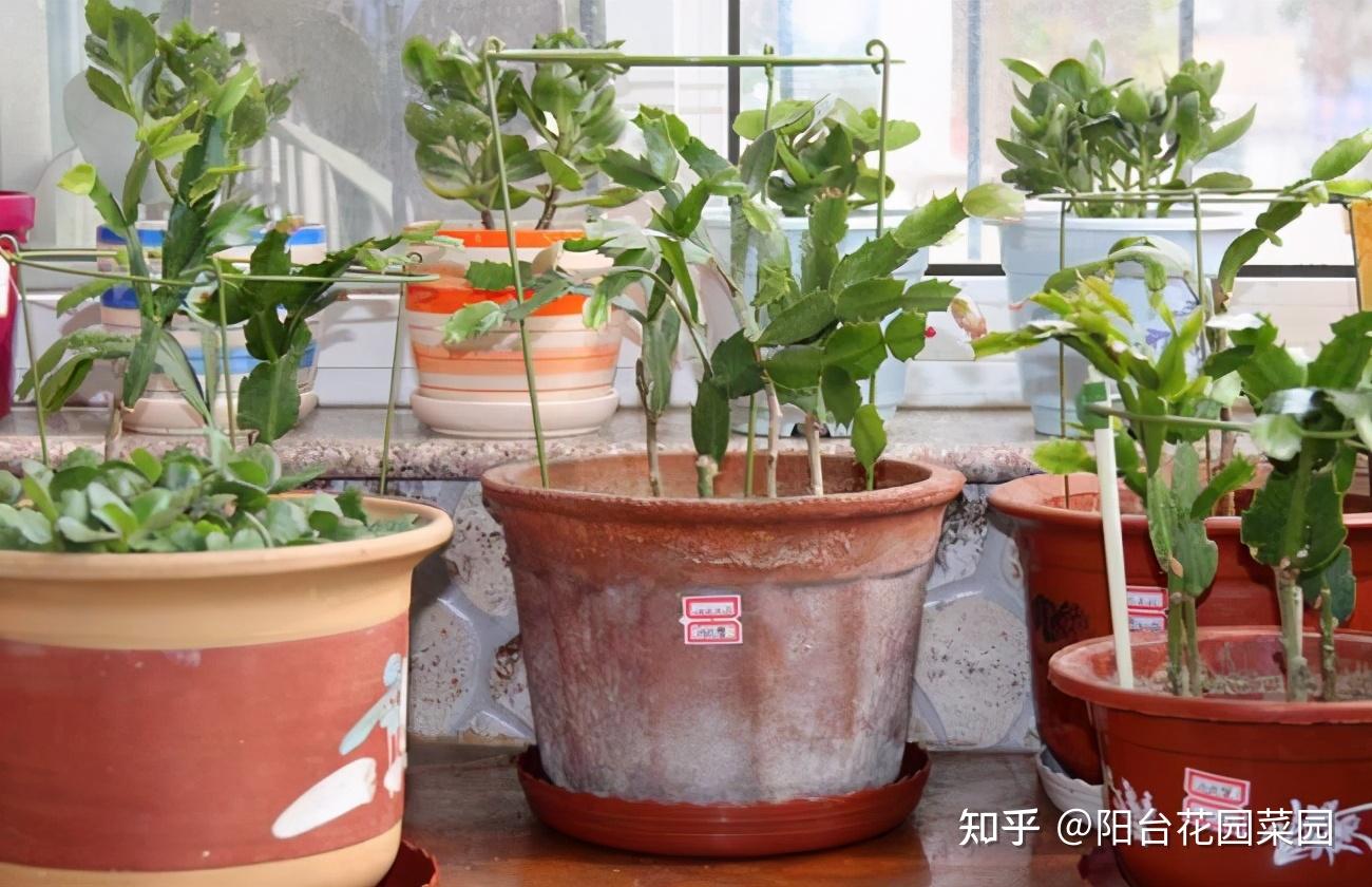蟹爪兰怎么换盆才能长得好 v2-5a46fda5f15982e5bd9585769c9ac656_r.jpg