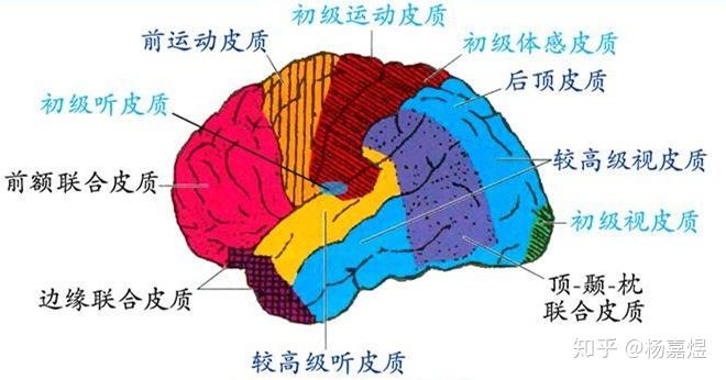 脑干功能区域分布图图片