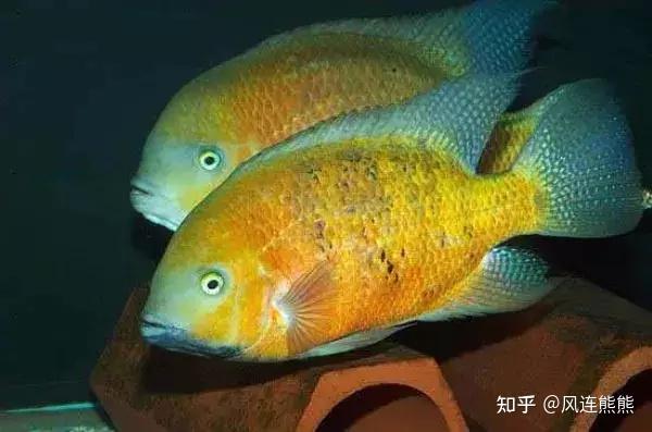金元宝鱼（362） - 知乎