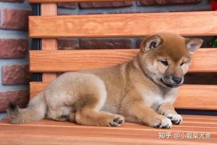 柴犬價格多少錢一隻?8000能買到純種柴犬嗎? - 知乎