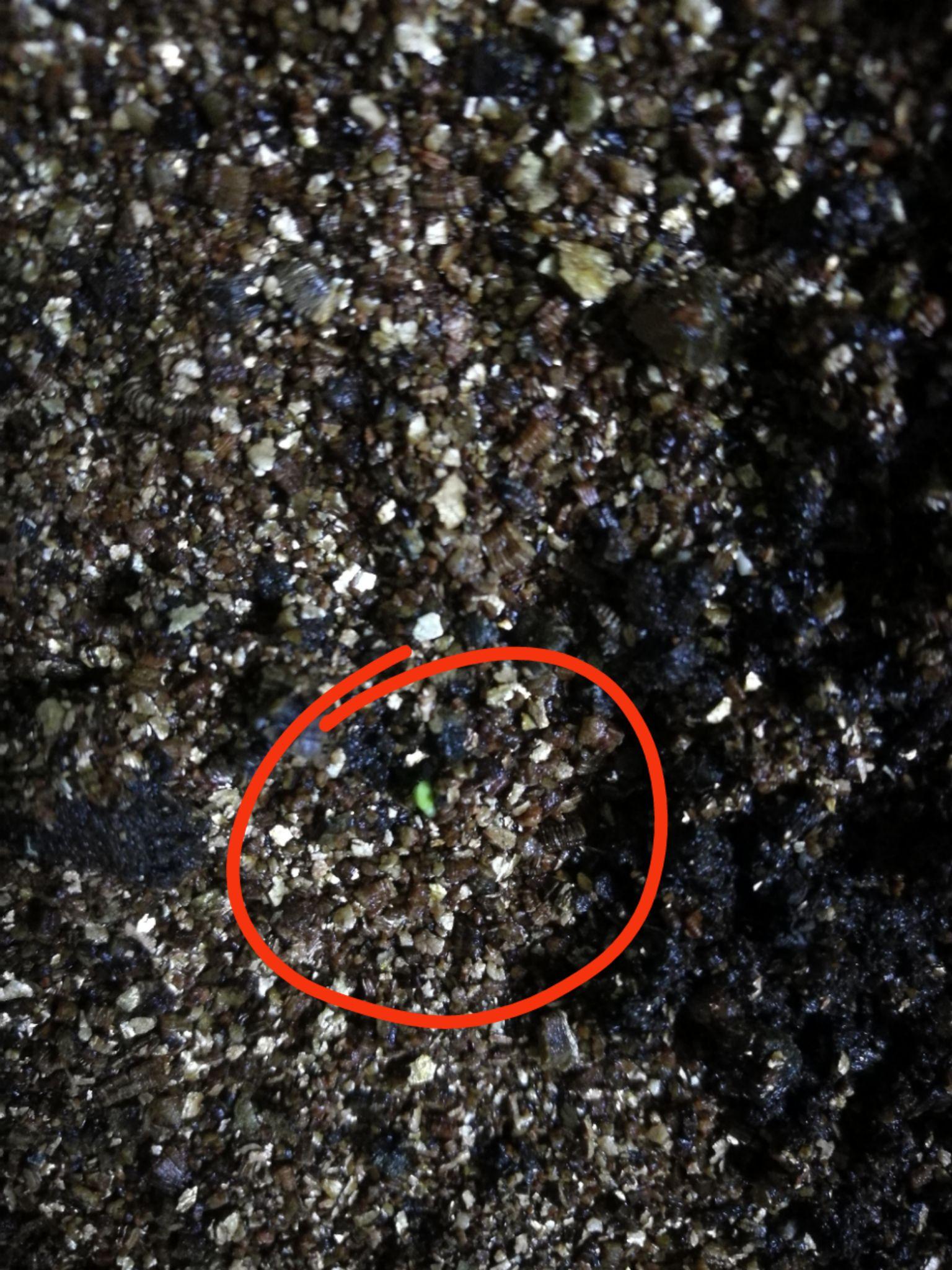 在家种薄荷记录从种子开始