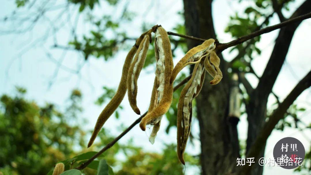 「黄花风铃木」容颜逝去你就不记得我了吗? - 知乎