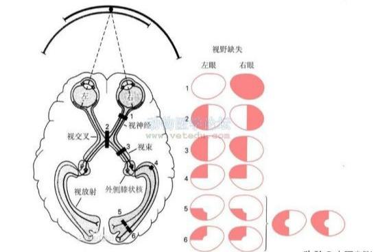 看眼诊病——眼部五轮看五脏，看眼诊病常见的方法都在这里了