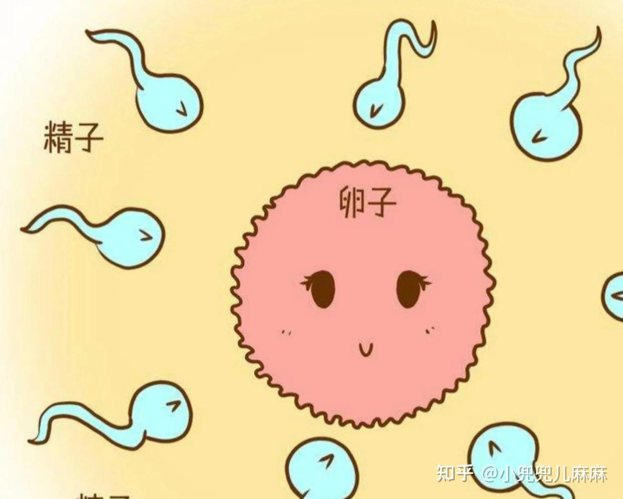 卵细胞受精高清图片_蛙客网viwik.com