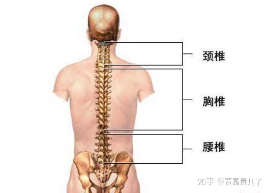 腰部结构示意图图片