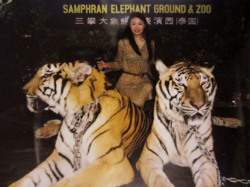 圈养老虎战斗力到底怎样?如果被咬男子一开始