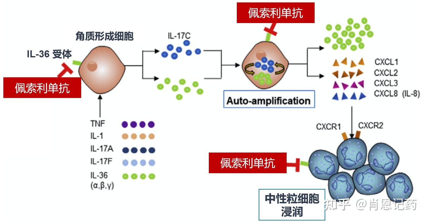 白介素17拮抗剂图片