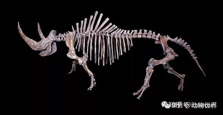 披毛犀的骨架披毛犀体长估算大约300-370厘米,它们与现存的犀牛有着