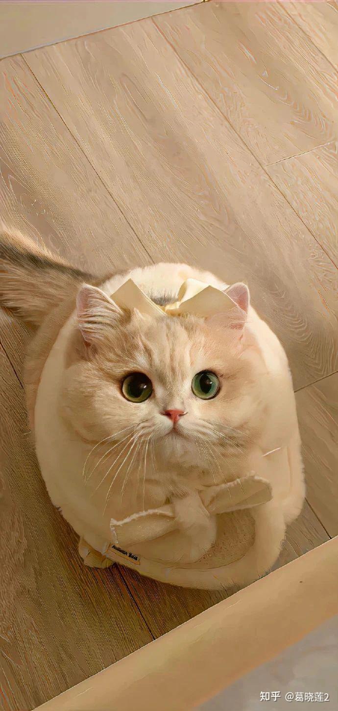 不容错过的宝藏萌宠高清壁纸