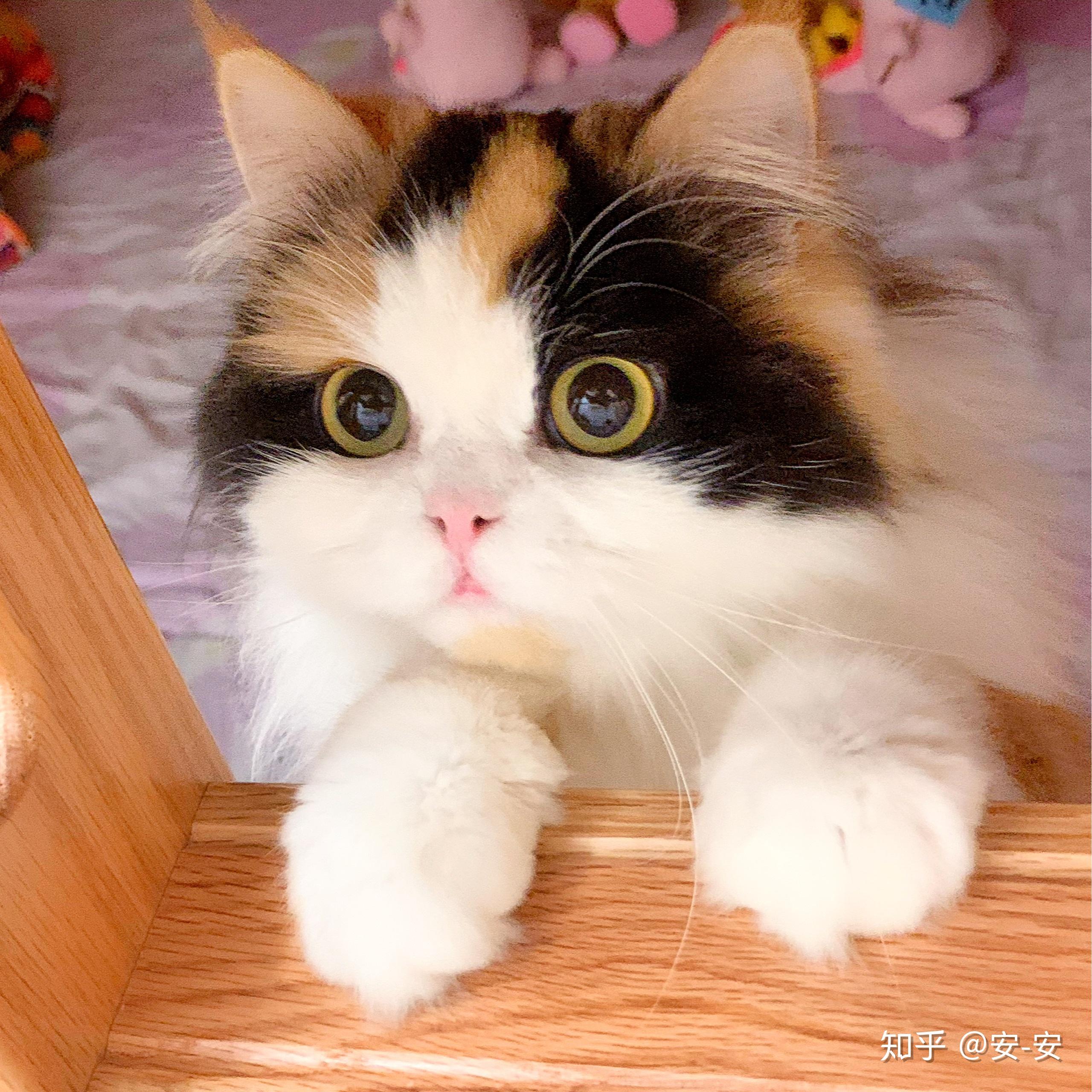 高地三花求懂猫的大神康康第一次养猫的孩子不懂啊