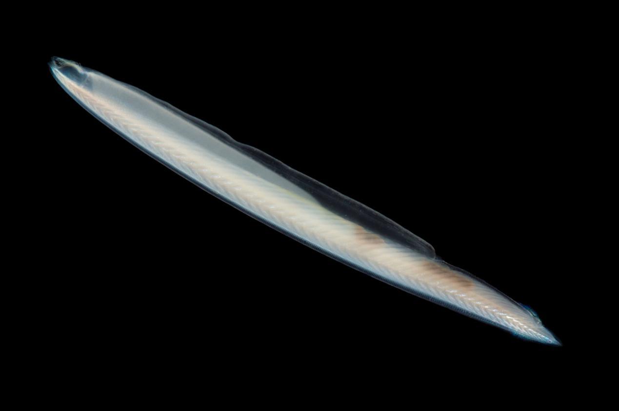 图说排泄系统(excretory system)·脊椎动物 - 知乎