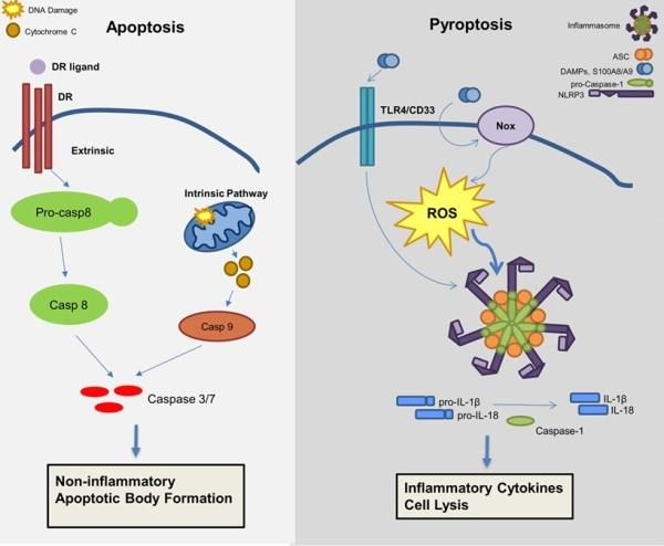 细胞死亡之凋亡焦亡和坏死