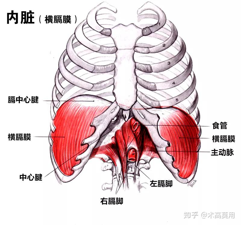 千斤坠练法图图片