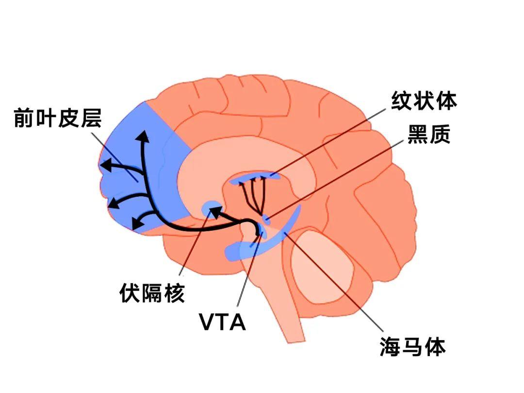 糖癮毒癮多巴胺獎賞系統深度解析野獸生活