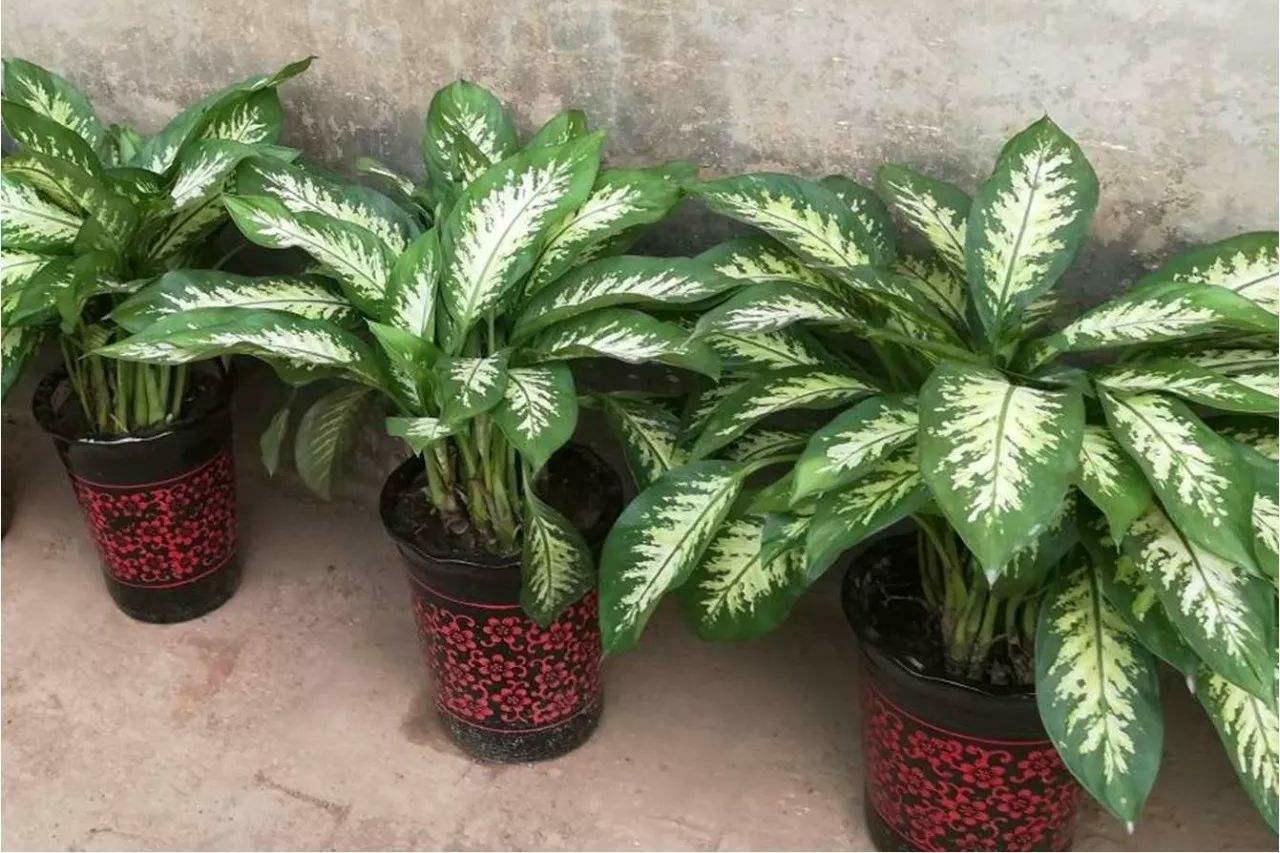 植物非试管高效快繁——花叶万年青- 知乎